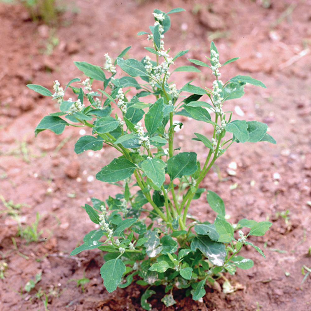 Chenopodium album