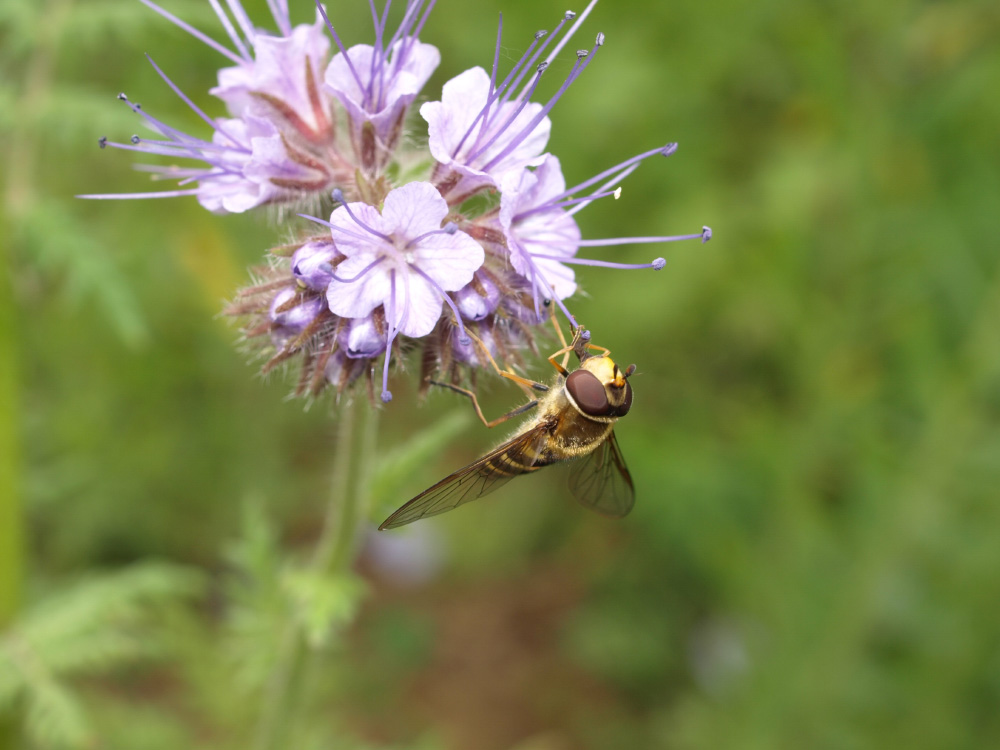 Insecto en una flor morada