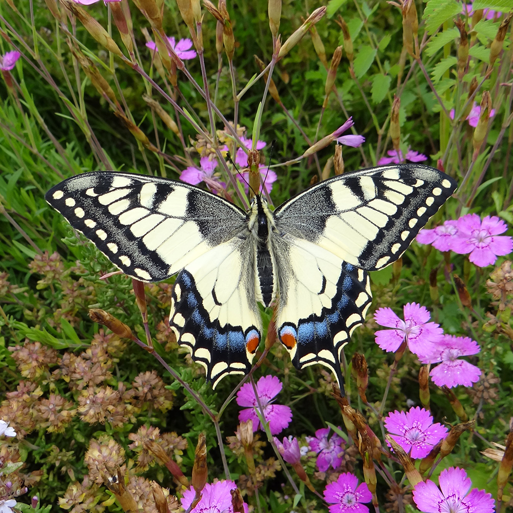 Así se ayuda a las mariposas