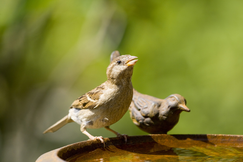 Dos gorriones en un baño para pájaros