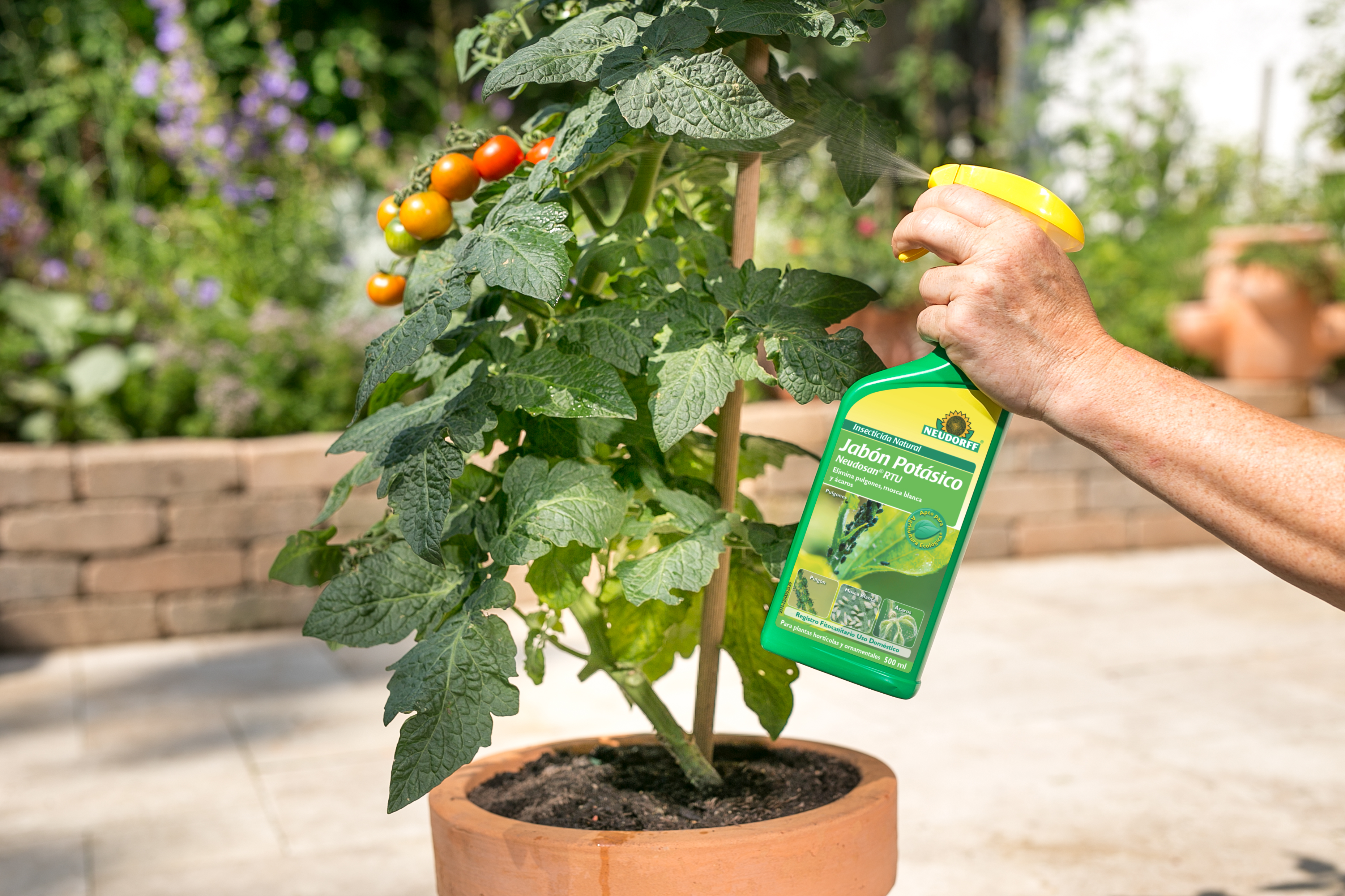 Como podar las tomateras