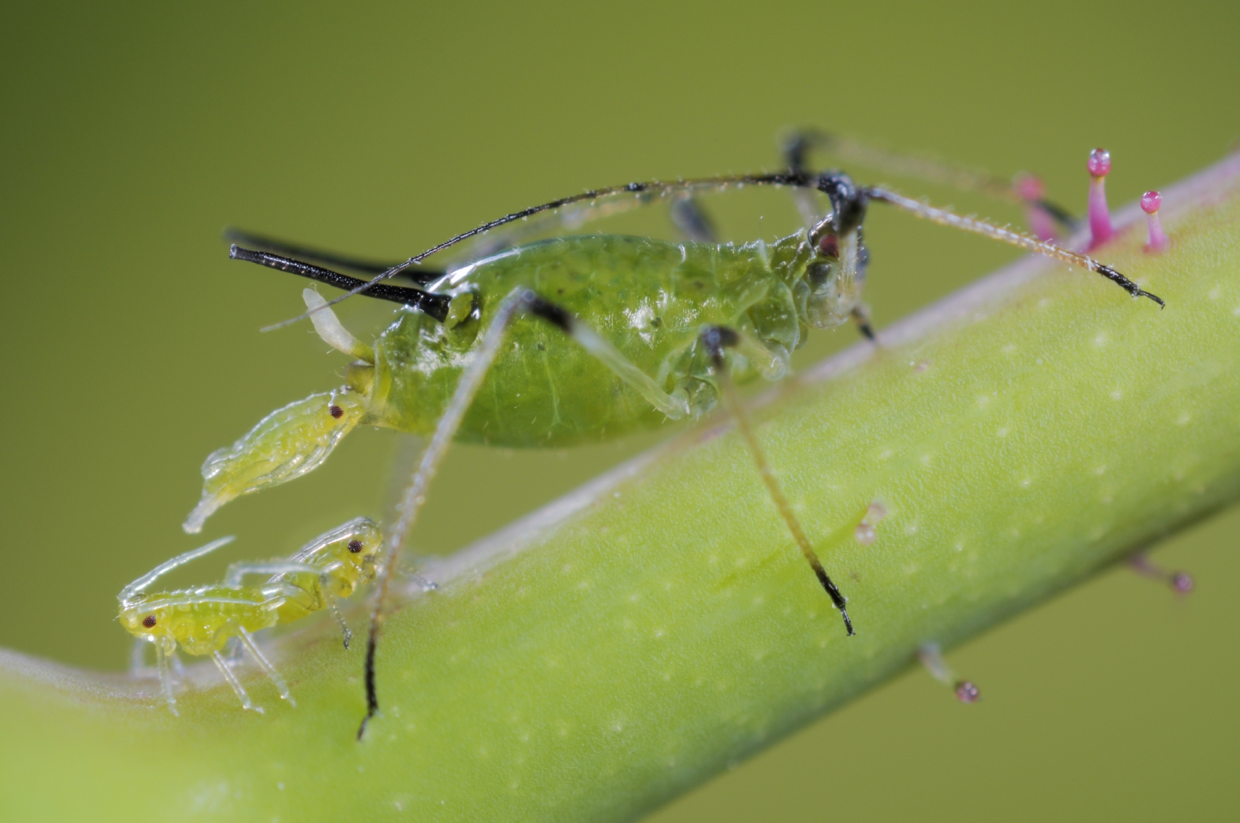 pulgones verdes grandes y pequeños