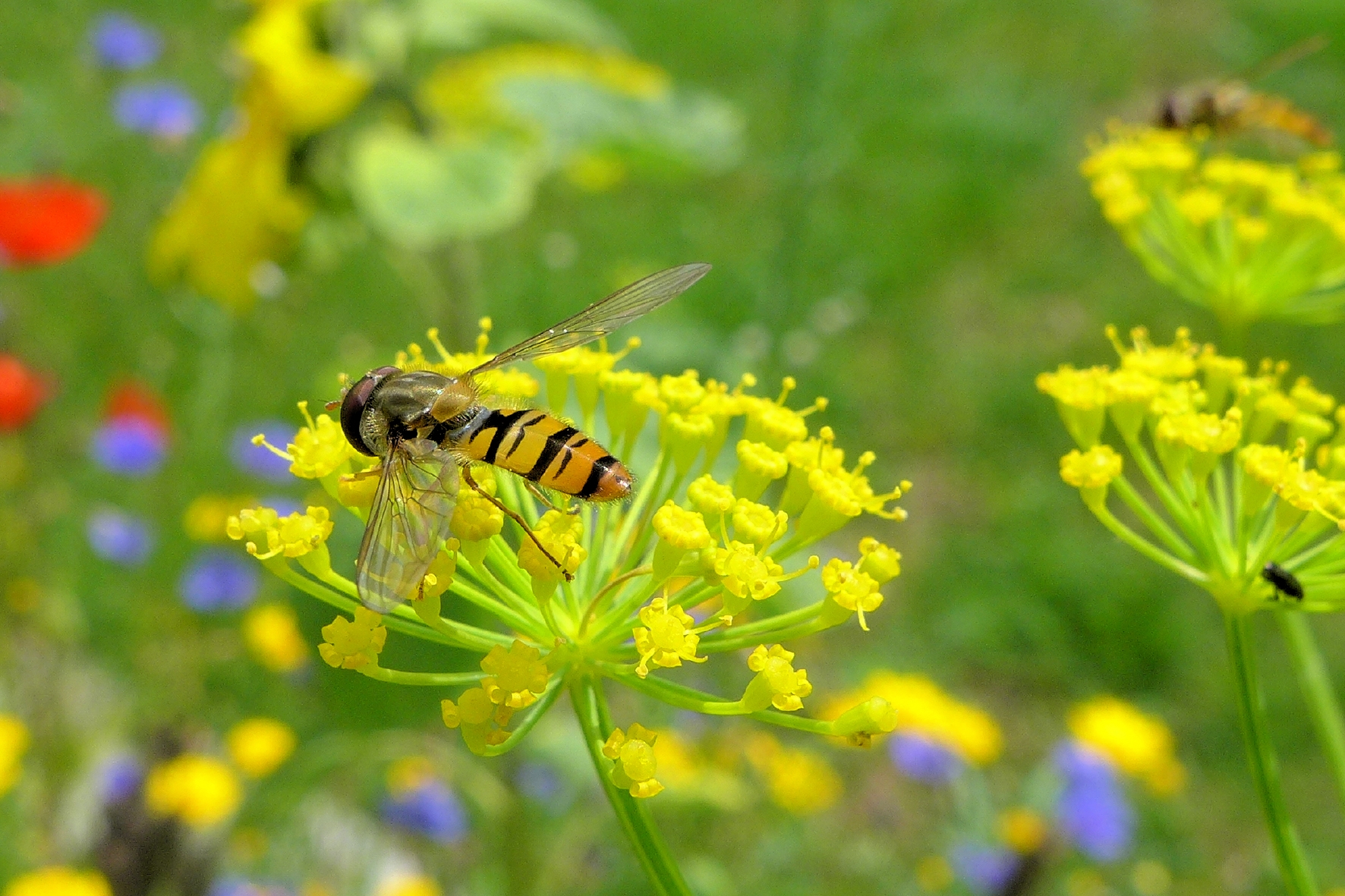 Sírfido en una flor amarilla