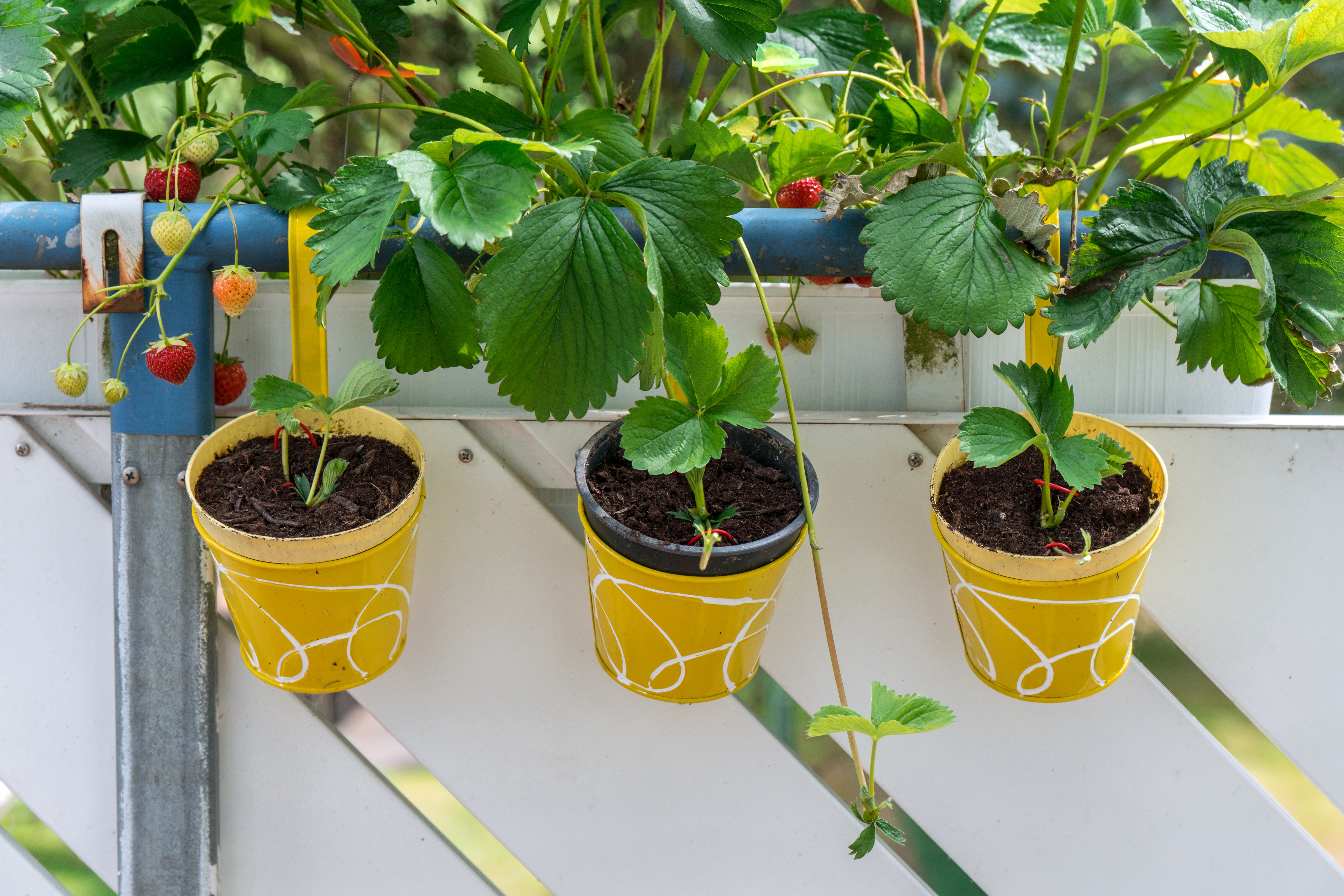 Plantas de fresa en macetas