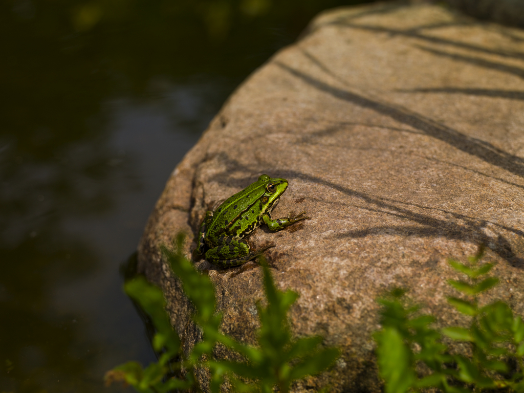 Un sapo en la tierra