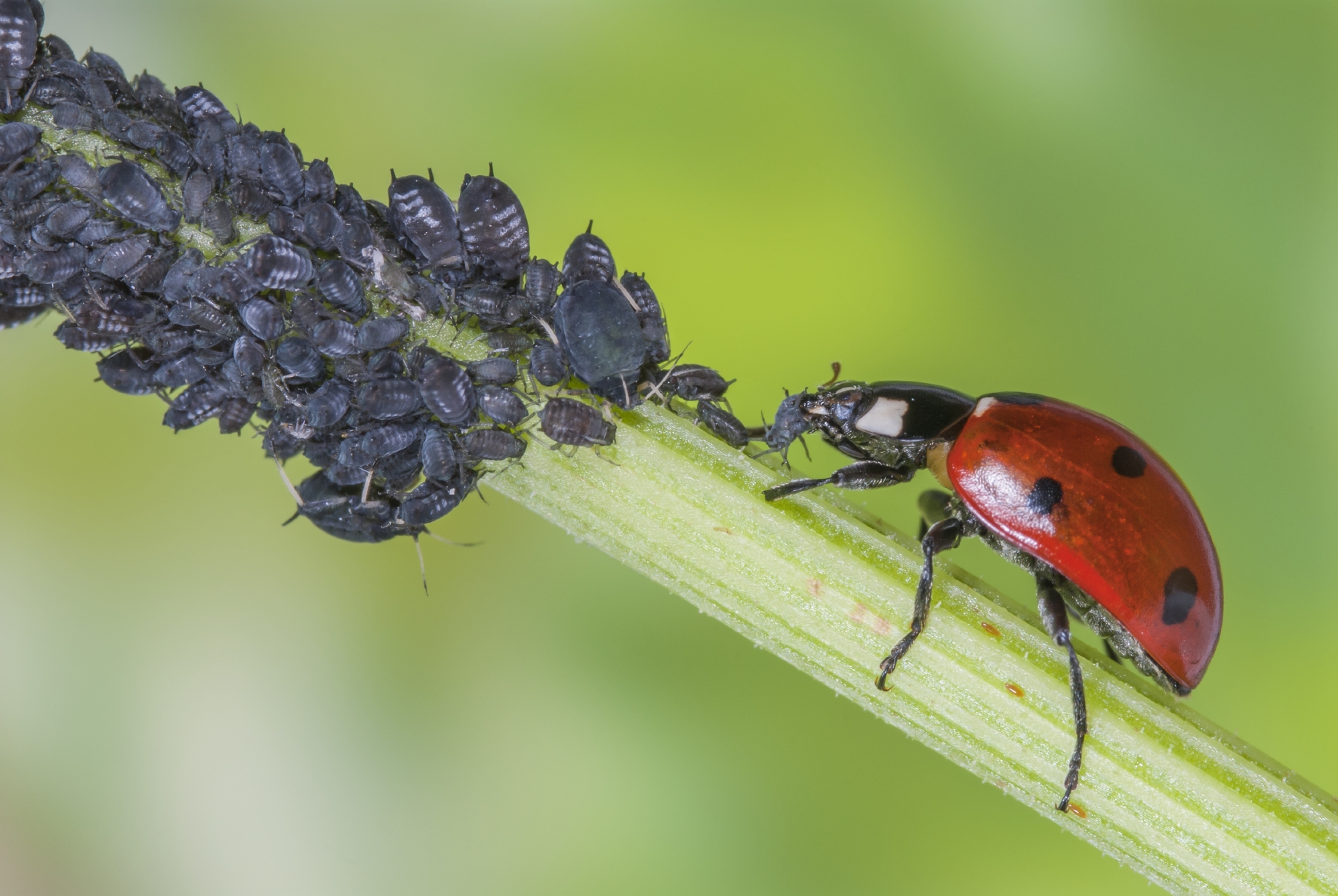 mariquita comiendo un pulgón