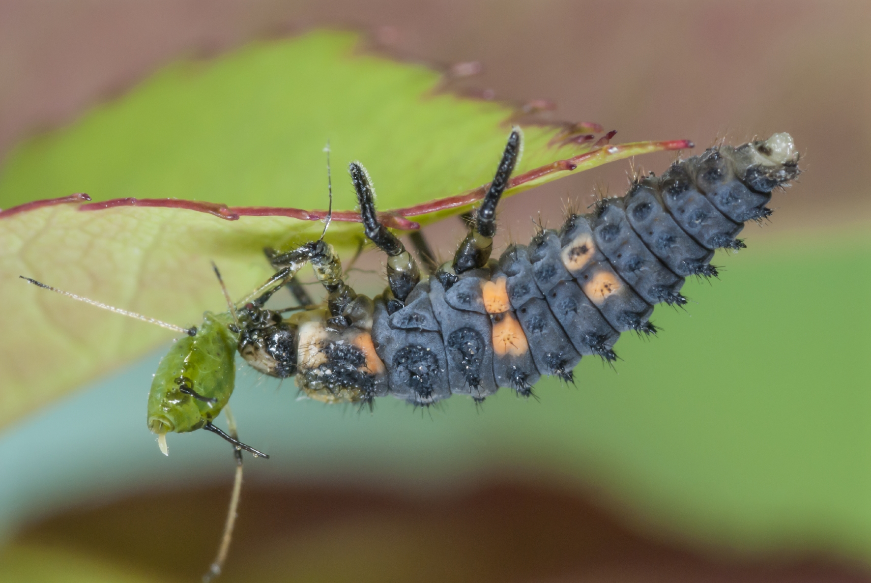 Larva de mariquita comiendo un pulgón