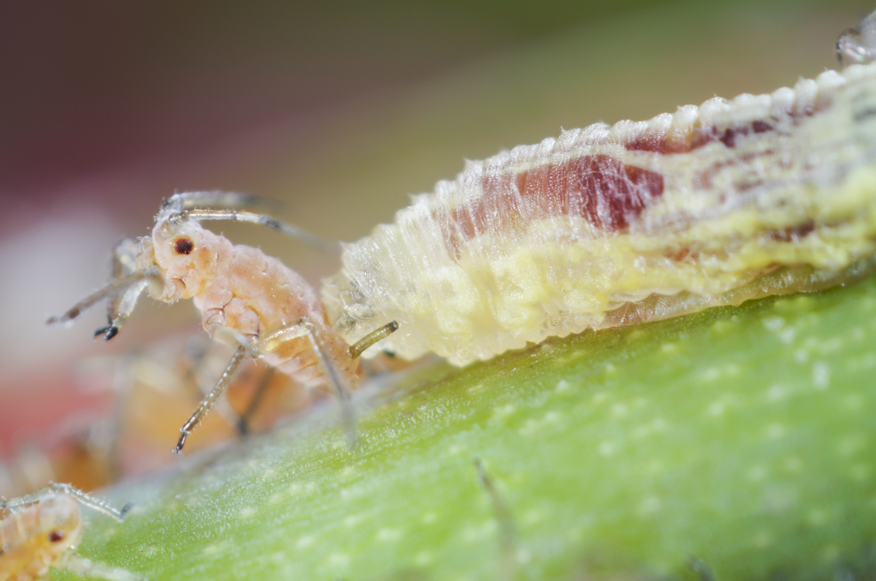 Larva de un Sírfido comiendo un pulgón blanco