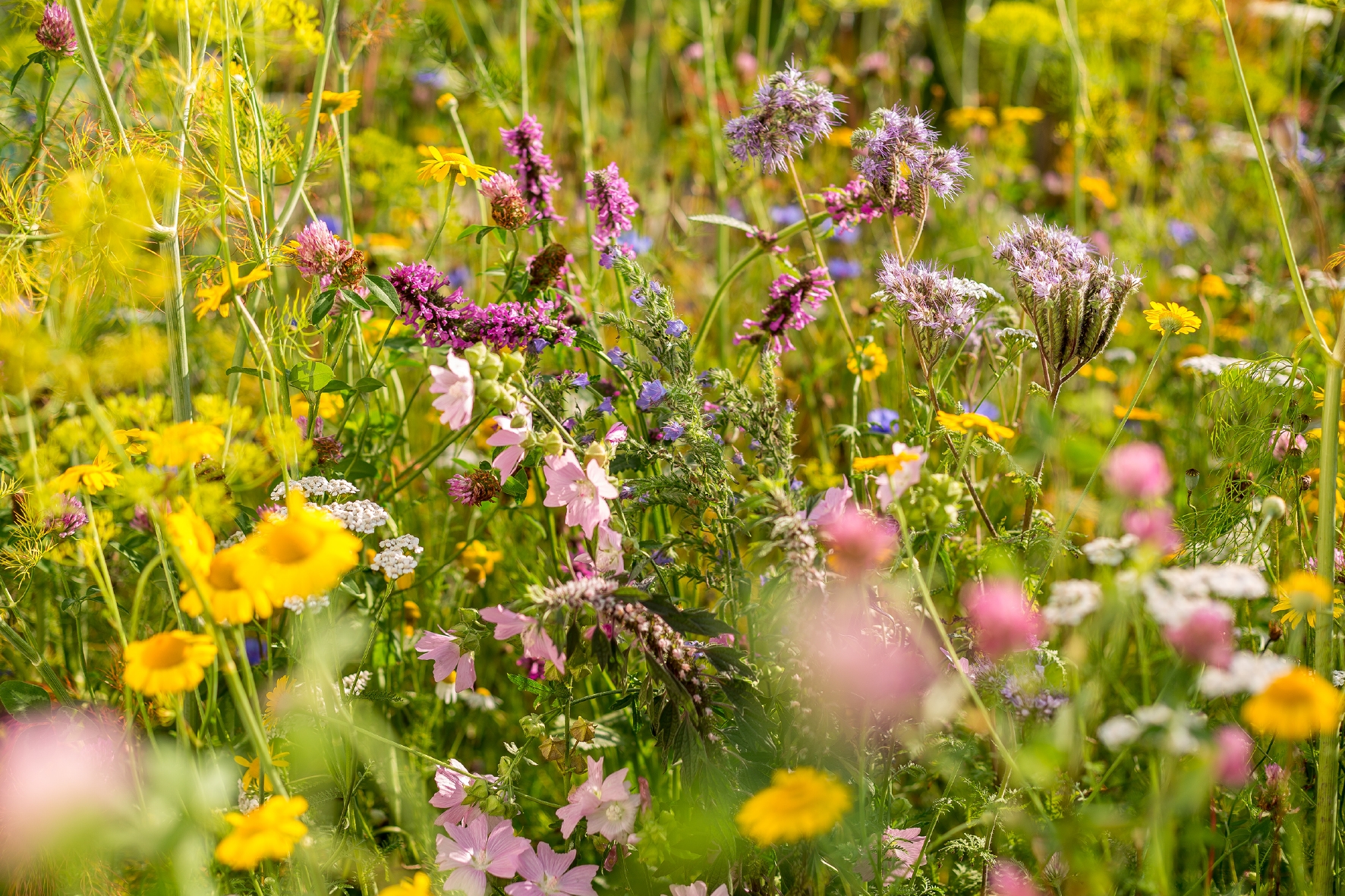 Colorido prado de flores con muchos capullos amarillos